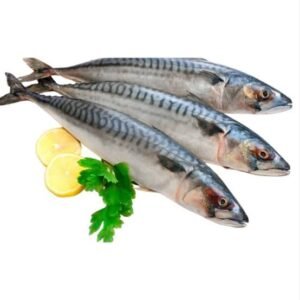 Norway Mackerel (Titus)